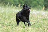 SCHIPPERKE 599